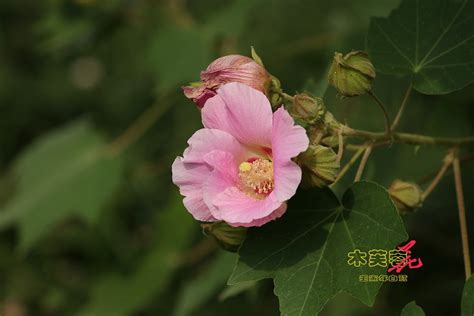 芙蓉樹|木芙蓉